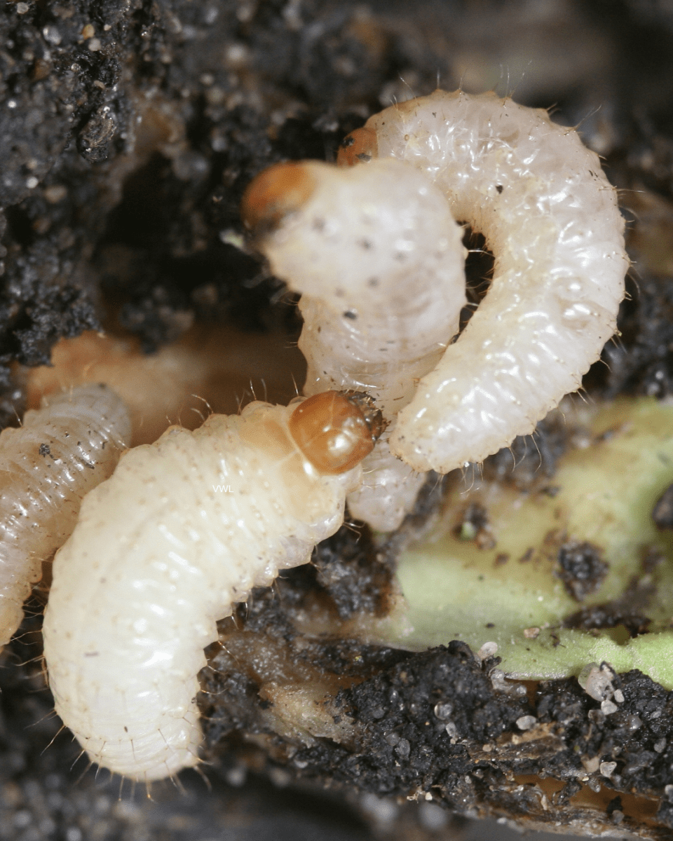 Vine Weevil Control - Nematodes