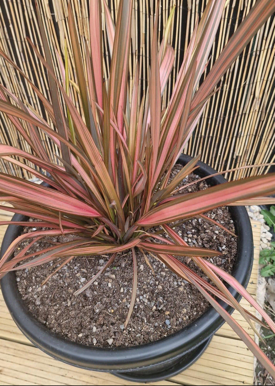 Phormium in a black pot being grown organically