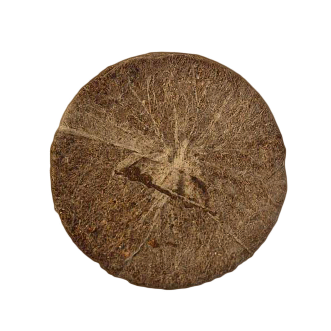 Jiffy Coco Coir Plugs 39mm Bulk Box (1000 Pack)