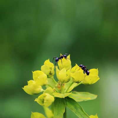 Ant Controls (nematodes)