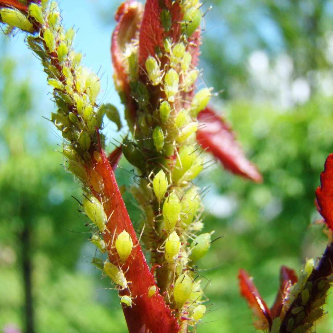Aphid Midge