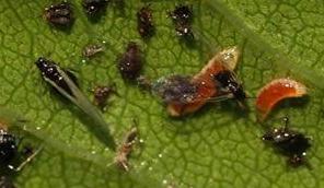 Aphid Midge