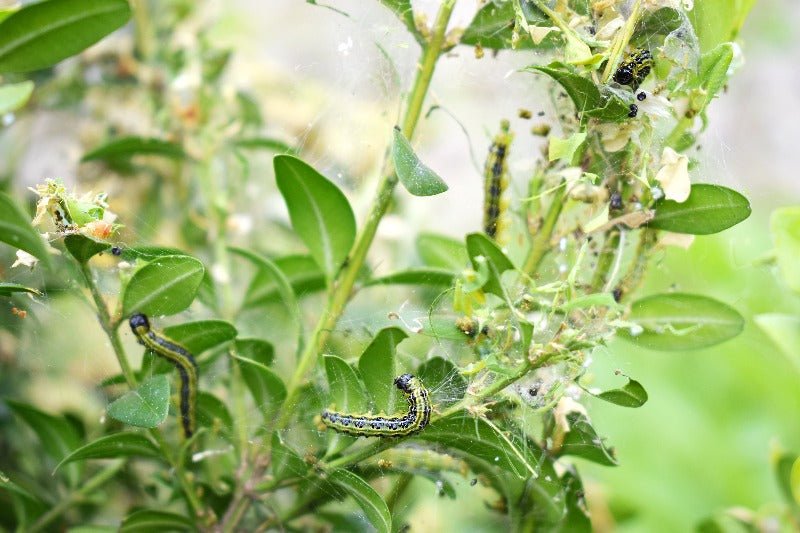 Box Tree Moth Caterpillar Nematodes Natural Biological Control Florifi box-tree-moth-caterpillar-nematodes-natural-biological-control-florifi