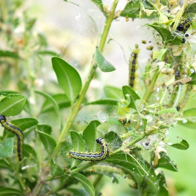 Box Tree Moth Caterpillar - (Steinernema Feltiae/Carpocapsae mix)