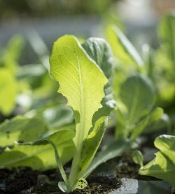 Fruit and Veg Protection Nematodes (Steinernema Feltiae/Carpocapsae mix)