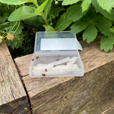 Ladybirds for Aphids