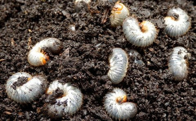 Nematodes for Chafer Bug