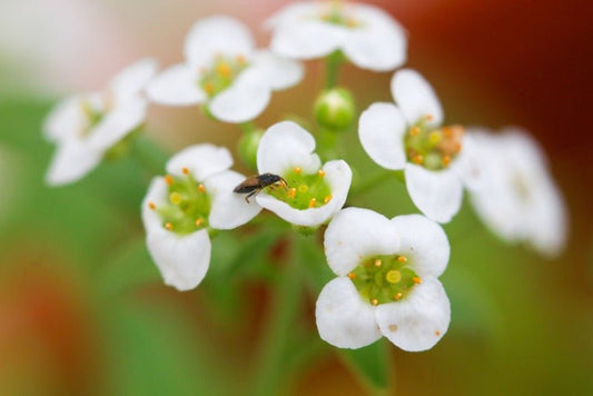 Orius Thrips Killer