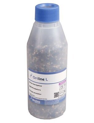 Orius Thrips Killer