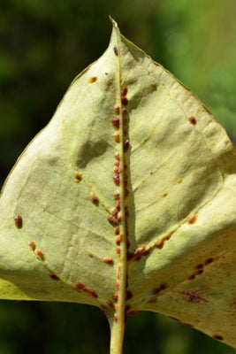 Scale Control Nematodes (Steinernema Feltiae/Carpocapsae mix)