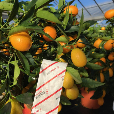 Slow release sachets for Red Spider Mite (Amblyseius Andersoni)
