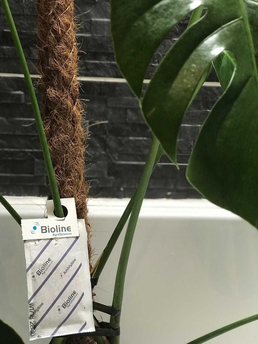 Slow Release Sachets for Thrips (Amblyseius cucumeris)