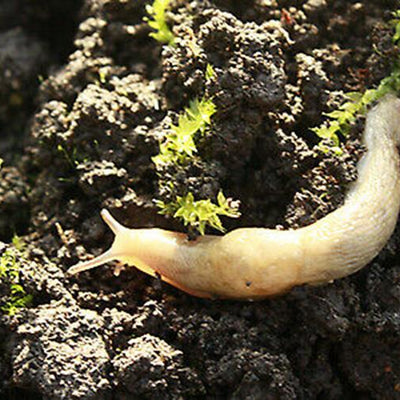 Slug Control Nematodes (40 sqm)