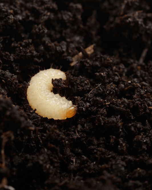 Vine Weevil Control - Nematodes