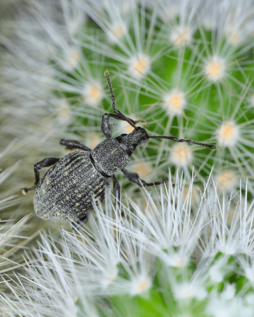 Vine Weevil Control - Nematodes