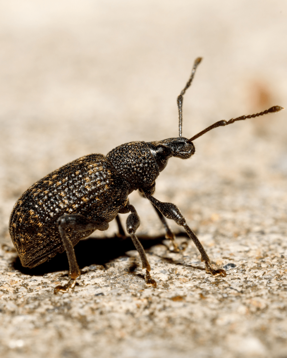 Vine Weevil Control - Nematodes