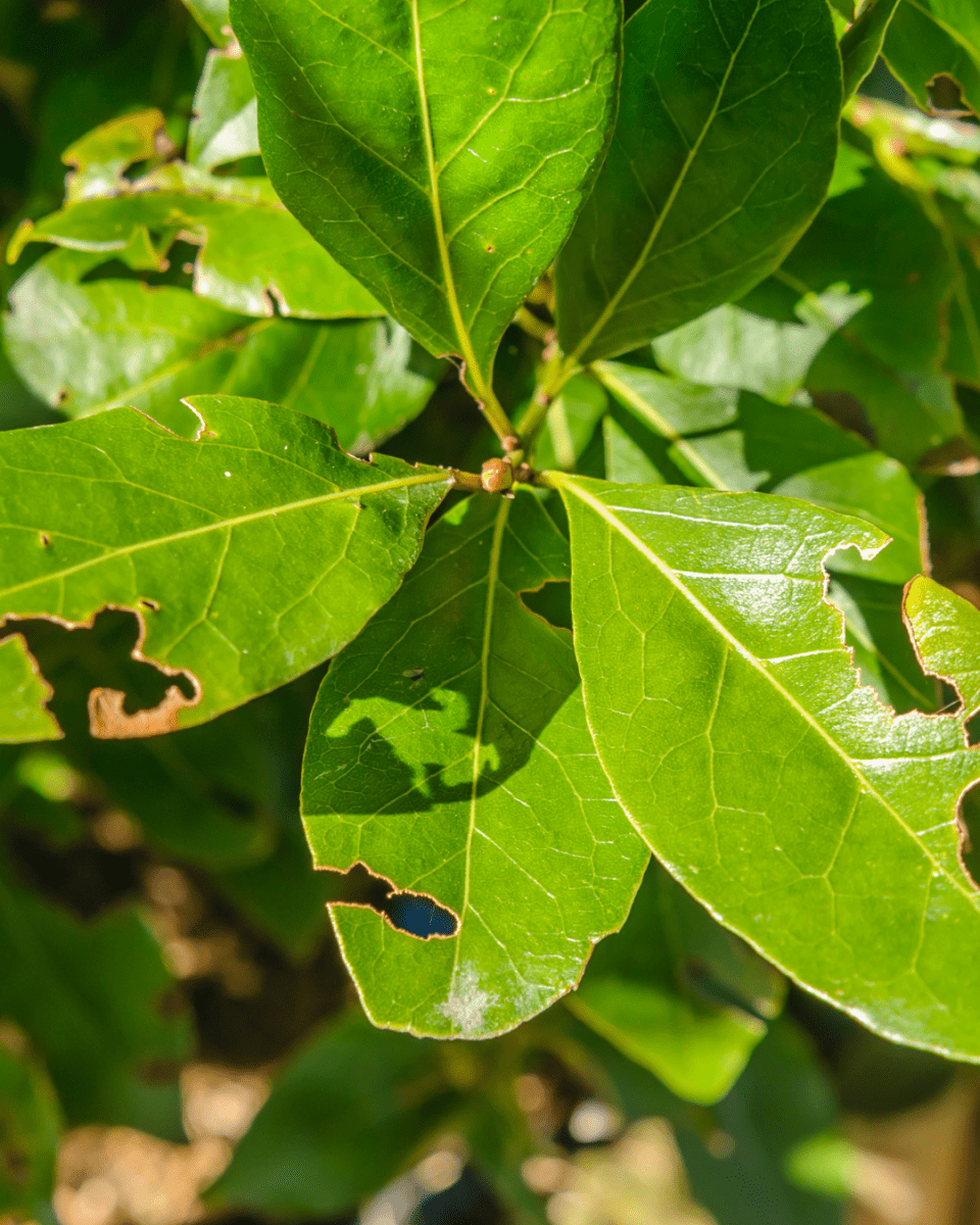 Vine Weevil Control - Nematodes