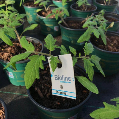 Whitefly Control - Encarsia